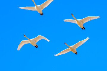 早朝、ねぐらから一斉に飛び立つ美しいオオハクチョウ（ガンカモ科）の群れ。

日本国栃木県栃木市、渡良瀬遊水地にて。
ラムサール条約登録地。
2024年1月27日撮影。

A flock of beautiful whooper swans (Cygnus cygnus, family comprising Anatidae) flying simultaneously from their roo