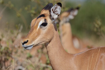 Schwarzfersenantilope / Impala / Aepyceros melampus
