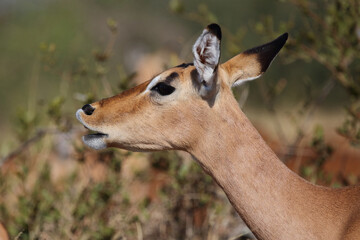 Schwarzfersenantilope / Impala / Aepyceros melampus