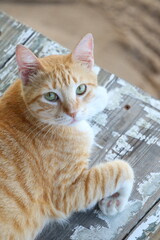 Fototapeta premium Katze schaut in Kamera