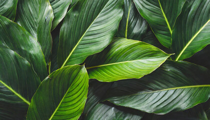 Textures of abstract very dark green leaves for tropical leaf background.