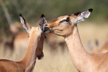 Schwarzfersenantilope / Impala / Aepyceros melampus