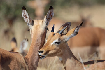 Schwarzfersenantilope / Impala / Aepyceros melampus.