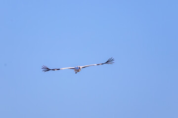 飛翔する美しく大きなコウノトリ（コウノトリ科）。

日本国栃木県栃木市、渡良瀬遊水地にて。
ラムサール条約登録地。
2024年1月27日撮影。

Beautiful and big Oriental White Stork (Ciconia boyciana, family comprising storks) in flight.

At WATARASE Retarding Basin, To