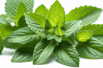 Fresh Green Mint Leaves A Versatile Ingredient for Cooking and Natural Medicine