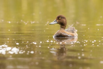 Duck swimming on a calm surface