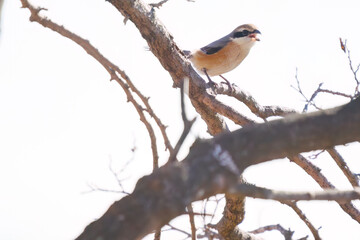 早朝、ねぐらから一斉に飛び立つ美しいオオハクチョウ（ガンカモ科）の群れ。

日本国栃木県栃木市、渡良瀬遊水地にて。
ラムサール条約登録地。
2024年1月27日撮影。

A flock of beautiful whooper swans (Cygnus cygnus, family comprising Anatidae) flying simultaneously from their roo