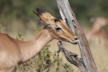 Fototapeta premium Schwarzfersenantilope / Impala / Aepyceros melampus