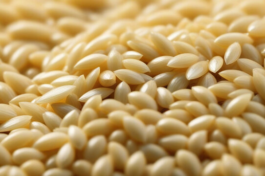 Close-up macro image of rice grain background full frame. Concept natural vegan food backgrounds and style for design, textures and wallpaper. Copy space