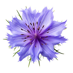 Nigella isolated on transparent background
