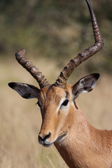Schwarzfersenantilope / Impala / Aepyceros melampus