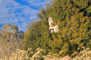 狩りのために飛翔する美しいハイイロチュウヒ（タカ科）。

日本国栃木県栃木市、渡良瀬遊水地にて。
ラムサール条約登録地。
2024年1月27日撮影。

A beautiful Northern harrier (Circus cyaneus, family comprising hawks) in flight for hunting.

At WATARASE Retarding Basin, 