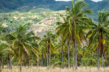 Fototapeta na wymiar oahu Hawaii Palm Tree Coconut Farm plantation