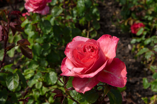 Roses. Rose garden. Flower. The Wellington Botanic Garden in Wellington, New Zealand .