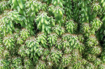 Cactus  background, texture. Original Image. 	
