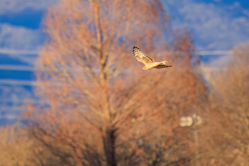 夕方ねぐら入りする飛翔する美しいハイイロチュウヒ（タカ科）。

日本国栃木県栃木市、渡良瀬遊水地にて。
ラムサール条約登録地。
2024年1月27日撮影。

A beautiful Northern harrier (Circus cyaneus, family comprising hawks) returning to its nest in the evening.

At WATARASE