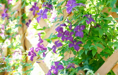 Closeup of purple flowers in wooden fence. Terrace decoration concept