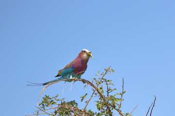 Gabelracke / Lilac-breasted roller / Coracias caudata..