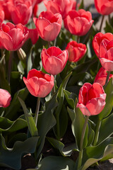 Tulip Van Eijk flowers in spring sunlight - 724592201