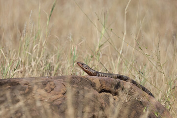 Felsen-Schildechse / Giant plated lizard / Matobosaurus validus