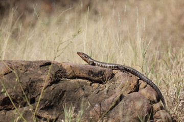 Felsen-Schildechse / Giant plated lizard / Matobosaurus validus