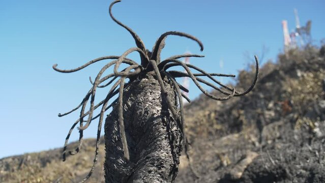 Burned frailejon in paramo de santurban berlin santander