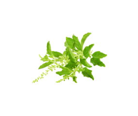 Holy basil transparent png