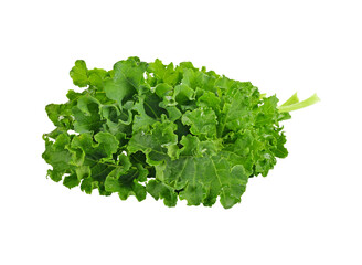 fresh green kale leaves transparent png