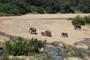 Afrikanischer Elefant im Timbavati River/ African elephant in Timbavati River / Loxodonta africana.