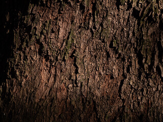 木漏れ日があたる木の幹のクローズアップ