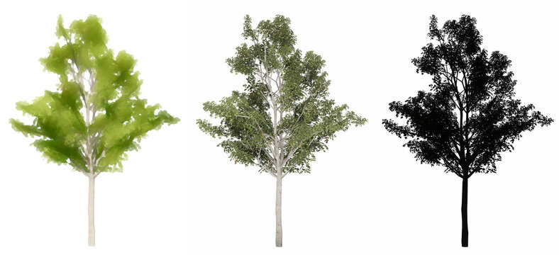 Set or collection of Japanese Maple trees, painted, natural and as a black silhouette on white background. Concept or conceptual 3d illustration for nature, ecology and conservation, strength, beauty