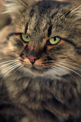 Fototapeta premium Portrait of cute fluffy street cat
