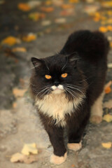 Portrait of cute fluffy street cat