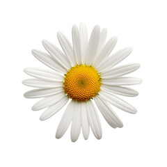Oxeye isolated on transparent background