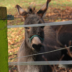 Small grey donkey (Equus asinus)