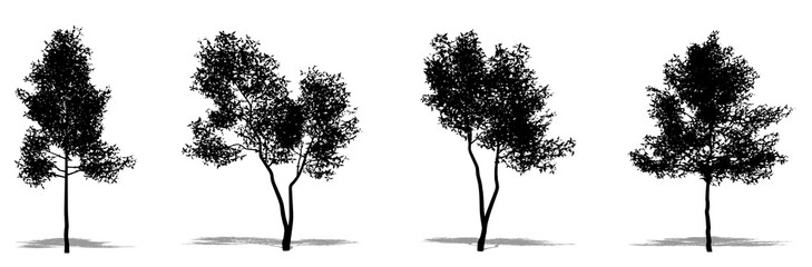 Fototapeta premium Set or collection of Green Ash as a black silhouette on white background. Concept or conceptual vector for nature, planet, ecology and conservation, strength, endurance and beauty