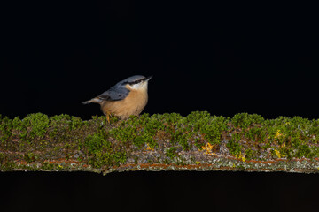 The nuthatch on a black backround