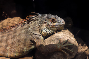 Echse im Aquarium
