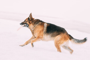 Training Of Purebred Adult Alsatian Wolf Dog Winter Day. German Shepherd Dog Playing Frisbee Freestyle. Winter Season.