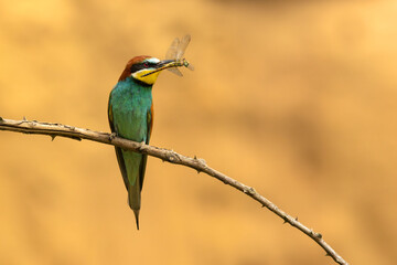 The Bee-eater beautiful bird