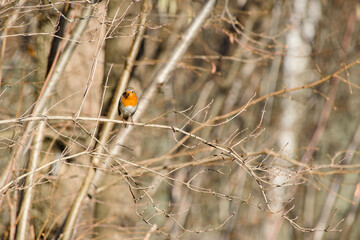 The European robin perching on a bush branch close-up