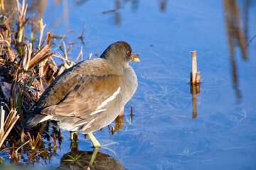 common moorhen close-up standing in the water