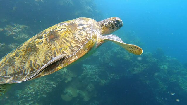 Moalboal, Philippines: Underwater footage of a green sea turtle on the reef of the pescador island in Moalboal in the Cebu island in the Visayas in the central Philippines
