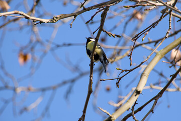 great tit on a tree branch against the blue sky on a sunny day