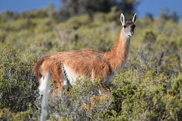 Vigogne sauvage 
