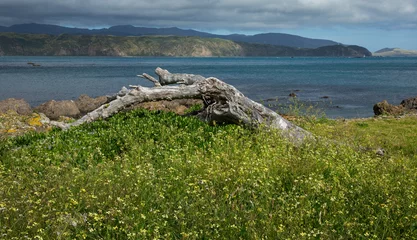 Foto op Canvas Driftwood at Sorching Bay Beach. Wellington New Zealand © A
