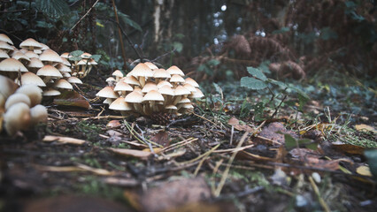 A group of mushrooms in the forest on the forest floor. Moss, pine needles.