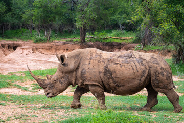 A southern white rhino coming out of a cooling mud bath