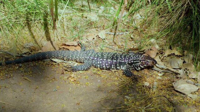 Argentine black-and-white tegu (Tupinambis merianae), reptiles, predator