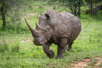 A southern white rhino emerges from a mud bath